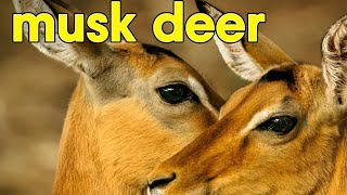 musk deer [upl. by Petromilli211]