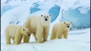 Polar Bear Sledging  Wildlife Specials  BBC Earth [upl. by Jennette]