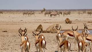 Waterhole Action at Etosha Namibia [upl. by Ellehcan]