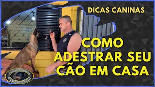 Quer aprender como adestrar seu cão em casa [upl. by Cyrano788]