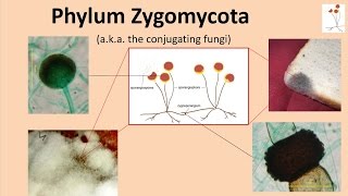 Zygomycota [upl. by Ezana]