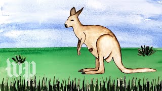 What happens inside a kangaroos pouch  Annas Science Magic Show Hooray [upl. by Borgeson]