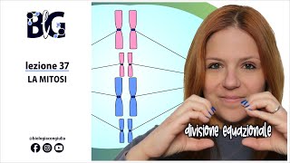 La MITOSI  divisione equazionale del nucleo nelle cellule eucariotiche [upl. by Rhys]