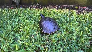 TORTUGA PAVO REAL [upl. by Caton427]