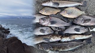 Jetty Fishing in WA  When Where and How  Rockfish Lingcod Greenling Perch in Washington State [upl. by Timmie]