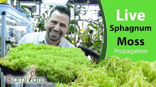 Live Sphagnum Moss the ultimate propagation and care guide by Carnivaro [upl. by Tebzil]