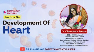 Lecture On Development Of Heart [upl. by Edroi]