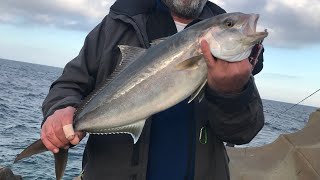 SHORE JİG KUZU AVI akya kuzu amberjack [upl. by Talich]