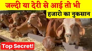 Cow Heat Breed Development Techniques [upl. by Ramraj]