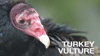 Creature Feature Turkey Vulture [upl. by Federica]