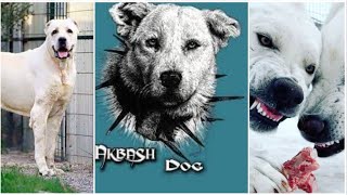 Dog Akbash Guardian  Akbash Dog vs Wolf2022 [upl. by Orland]