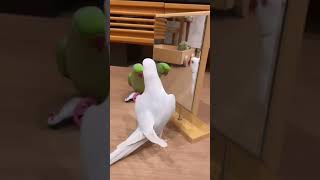 Tropical Birds with Names and Sounds in 4Kshort [upl. by Claudian973]