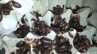 Dubia roach colony set up 2015 [upl. by Onafets662]