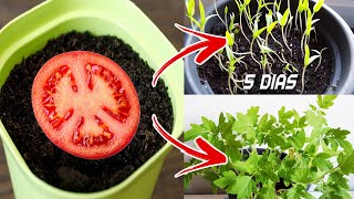 🍅🍅 Germinar tomates en 5 días en casa  Sembrar plantar y cultivar tomates [upl. by Kokoruda]