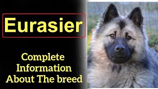 Eurasier Pros and Cons Price How to choose Facts Care History [upl. by Cira153]