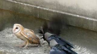 A poor baby Owl being attacked by a flock of crows PS I helped the owl by scaring away the crows [upl. by Aihsyn]