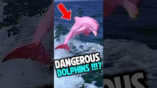 If you see a Pink Dolphin  Run Immediately [upl. by Aehta]