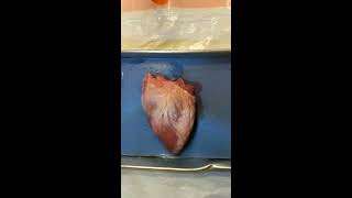 Sheep Heart Dissection Part 1 Identify external features [upl. by Sokram]