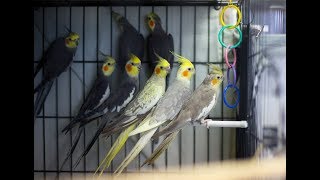 Cockatiels are the BEST  SINGING EDITION  This will make your Cockatiel Happy and Talkative [upl. by Adehsar]