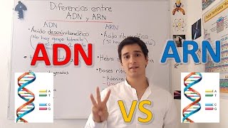 Diferencias entre ADN y ARN nivel experto para principiantes EN 5 MINUTOS [upl. by Elicul]