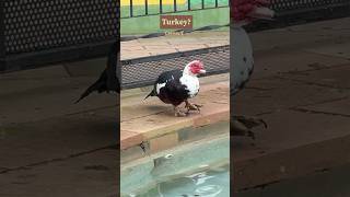 The Muscovy duck Cairina moschata 🦆birdwatching [upl. by Serrell183]