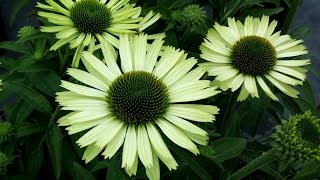 Best Perennials  Echinacea Green Jewel Coneflower [upl. by Bennett]