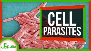 6 Parasites That Live INSIDE Cells [upl. by Crin]