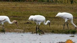 Nature Whooping Cranes [upl. by Matthaeus]