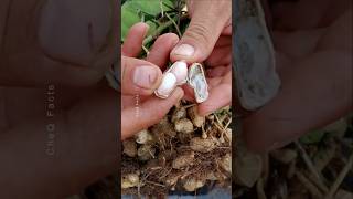 How to Grow Peanuts at Home 🥜 plants farming shorts [upl. by Eltsirhc837]