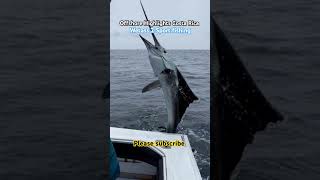 This Is The Best Marlin Fishing We’ve Ever Had [upl. by Gnoud466]