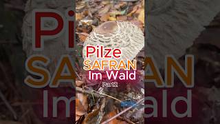 Safran aus dem Wald Part2 Safranschirmling pilze wald natur pilzesammeln [upl. by Howey513]