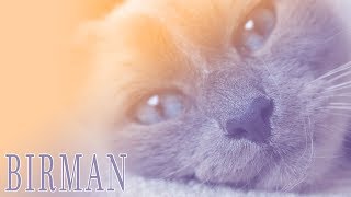 Ideal Companion Birman  Cat Breeding Videos [upl. by Natrav422]