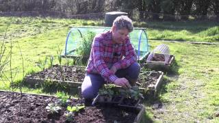 How to plant Broad beans or Fava Beans [upl. by Ahseik]