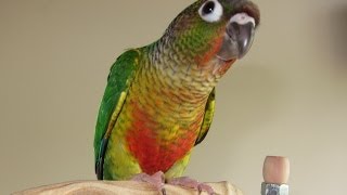 Phalean  Yellow Sided Green Cheek Conure [upl. by Nodanrb]