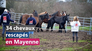 34 chevaux rescapés en Mayenne [upl. by Asselam]