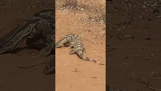 Monitor Lizards fighting [upl. by Leroy]