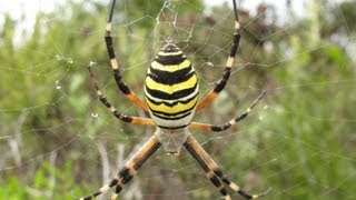 Ragno Vespa  Argiope bruennichi [upl. by Cadell]