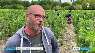 Bordeaux premières vendanges des blancs [upl. by Anyad]