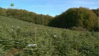 Producteur de sapin dexception  les pépinières Naudet  Truffaut [upl. by Sorrows]