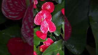 Anthurium How to Care the Anthurium [upl. by Enelaj]