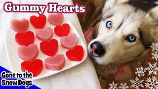 Valentines Day Strawberry Gummy Dog Treats  DIY Dog Treats Recipe 93  Homemade Dog Treats [upl. by Verdi]