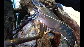 コンジンテナガエビ Monkey River Prawn Konnjinntenagaebi Macrobrachium lar [upl. by Seidler]