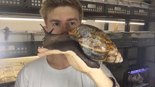 The biggest Snail you ever see 😱😱 [upl. by Phelgen]