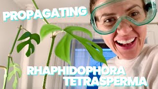 How to Easily Propagate a Rhaphidophora Tetrasperma  Molly Chops Down Ciaras Beloved Mini Monstera [upl. by Dhaf951]