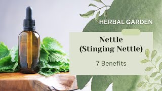 7 Health Benefits of Nettle Stinging Nettle [upl. by Otsenre670]