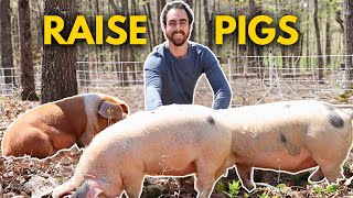 Pigs are the New Chickens Why YOU Should Raise Pigs [upl. by Astraea]