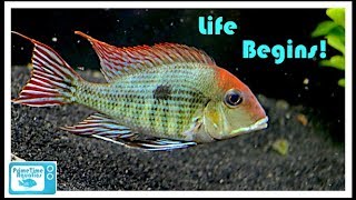 Geophagus Tapajos Breeding Project Part 1  The Beginning [upl. by Jaylene]