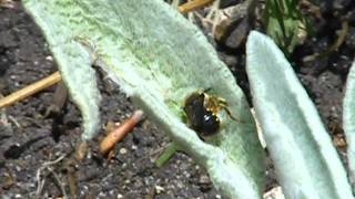 Wool carder bee collecting plant fibres for her nest [upl. by Lednew]