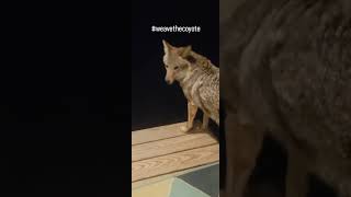 COYOTES🐺 weavethecoyote coyote dog howling duckholliday puppy cute animals new nature [upl. by Enilehcim513]