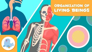 Organization of Living Beings 🦠🦴🧍🏻♂️ Cells Tissues Organs Organ Systems and Organisms 🔬 [upl. by Sedgewick105]